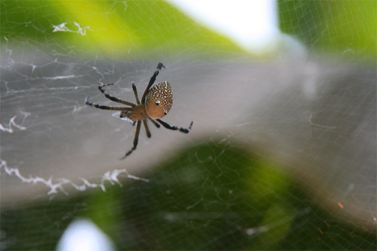 Banana Web