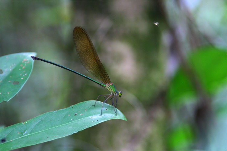 Jungle Wings