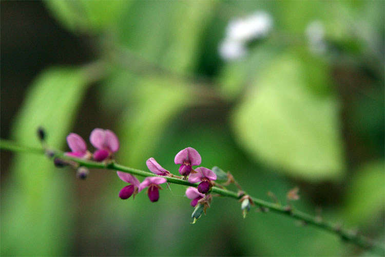 Jungle Petals