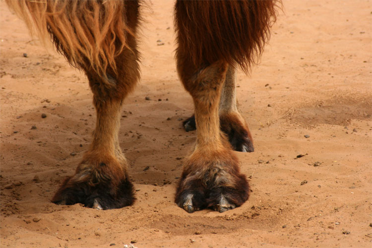 Camel Toes