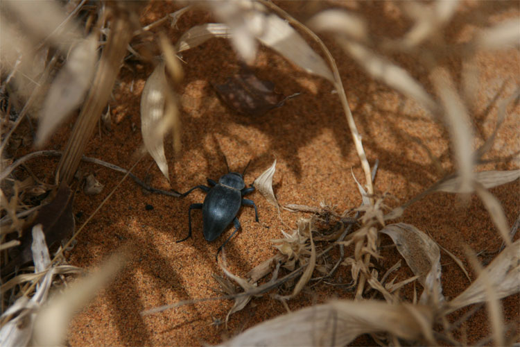 Dune Beetle I