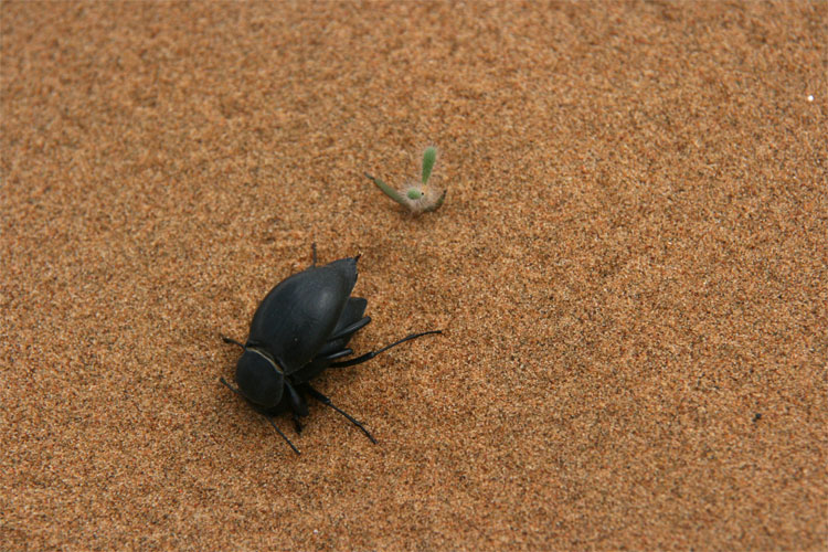 Dune Beetles II