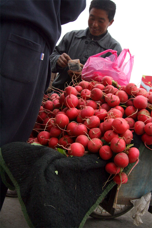 Round Red Radish