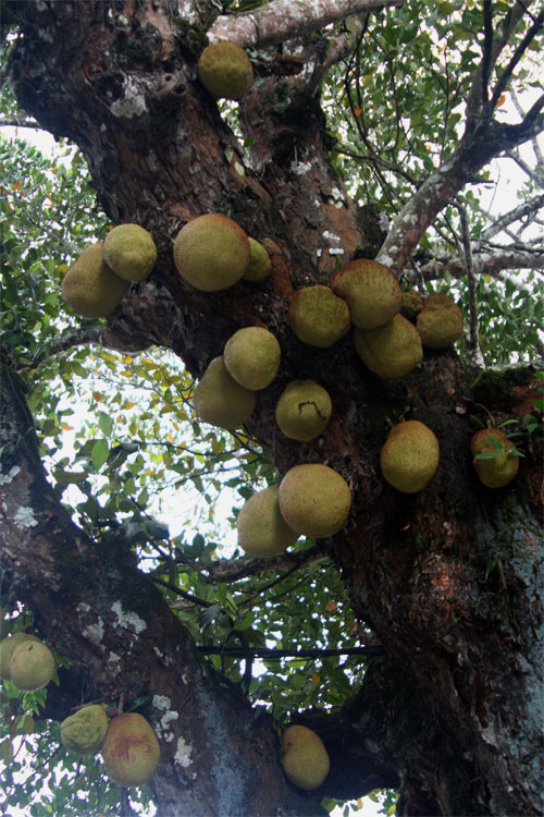 Fruits of the Trunk