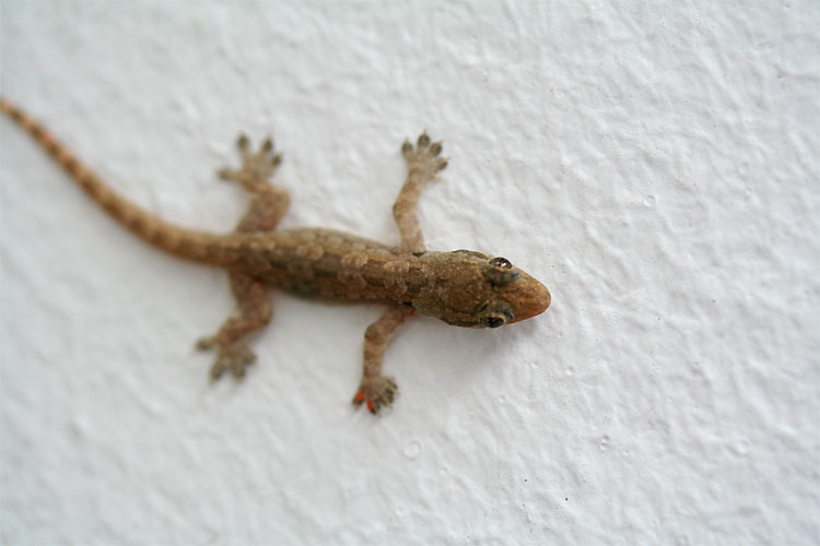 Small Gecko