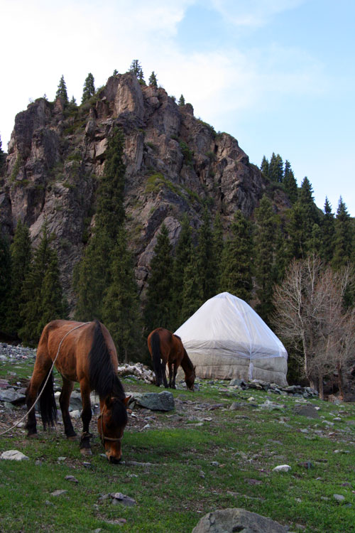 Nomadic Horses