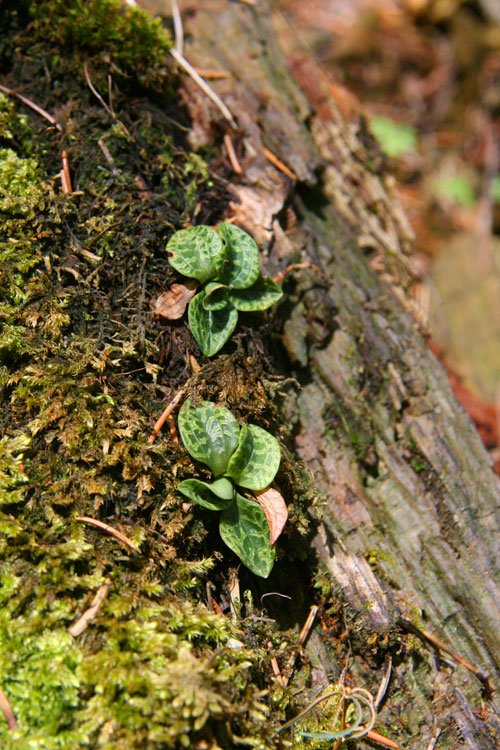 Forest Flora