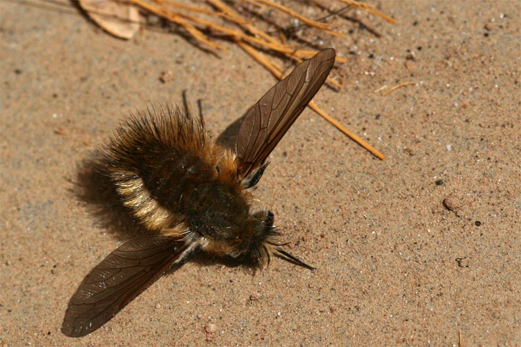 Sharp Little Bugger